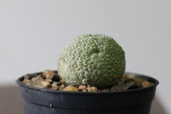 PLANTA: Pseudolithos migiurtinus - comprar online