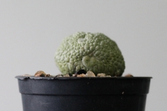 PLANTA: Pseudolithos migiurtinus - loja online