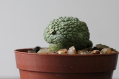 PLANTA: Pseudolithos migiurtinus - buy online