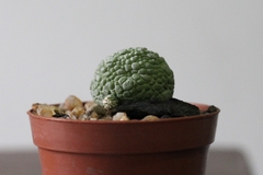 PLANTA: Pseudolithos migiurtinus