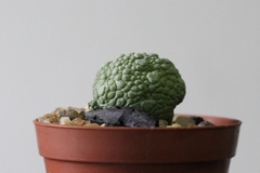 Image of PLANTA: Pseudolithos migiurtinus