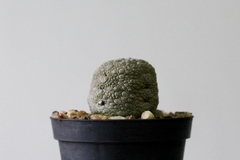 PLANTA: Pseudolithos migiurtinus on internet