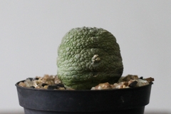 PLANTA: Pseudolithos migiurtinus
