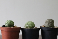 PLANTA: Pseudolithos migiurtinus