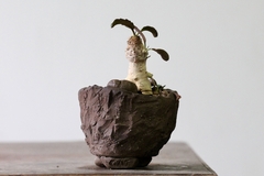 PLANTA: Euphorbia subapoda
