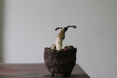 PLANTA: Euphorbia subapoda on internet
