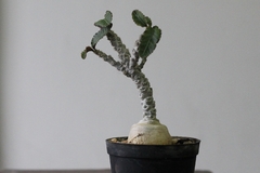 Image of PLANTA: Euphorbia ambovombensis