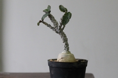 PLANTA: Euphorbia ambovombensis
