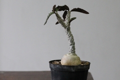 PLANTA: Euphorbia ambovombensis - buy online