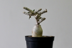 PLANTA: Euphorbia - buy online