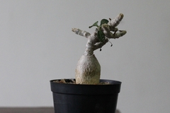 PLANTA: Euphorbia - CATARINA AMORA