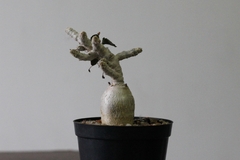 PLANTA: Euphorbia - CATARINA AMORA