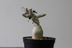 PLANTA: Euphorbia - online store