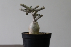 PLANTA: Euphorbia
