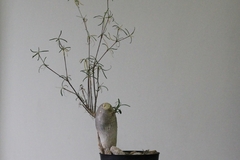PLANTA: Euphorbia hedyotoides - buy online