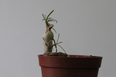 PLANTA: Euphorbia hedyotoides on internet
