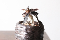 PLANTA: Euphorbia francoisii - online store