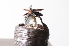 PLANTA: Euphorbia francoisii - CATARINA AMORA