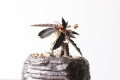 PLANTA: Euphorbia francoisii - buy online