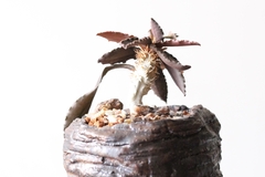 PLANTA: Euphorbia francoisii