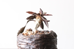 Image of PLANTA: Euphorbia francoisii
