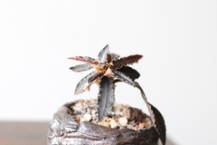 PLANTA: Euphorbia francoisii - online store