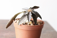 PLANTA: Euphorbia francoisii na internet