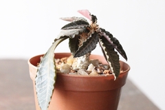 PLANTA: Euphorbia francoisii