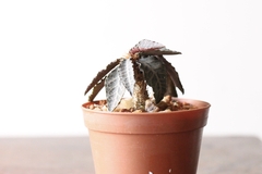 PLANTA: Euphorbia francoisii na internet