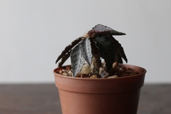 PLANTA: Euphorbia francoisii - loja online