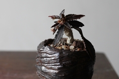 PLANTA: Euphorbia francoisii - buy online