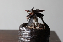 PLANTA: Euphorbia francoisii