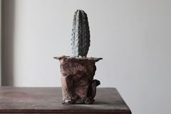 PLANTA: Euphorbia abdelkuri on internet