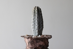 PLANTA: Euphorbia abdelkuri