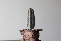 PLANTA: Euphorbia abdelkuri on internet