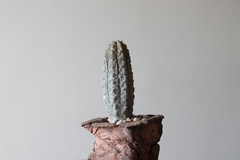 PLANTA: Euphorbia abdelkuri - online store
