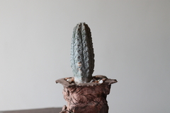 PLANTA: Euphorbia abdelkuri