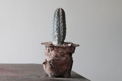 Image of PLANTA: Euphorbia abdelkuri