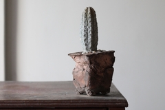POT: CAT244 - buy online