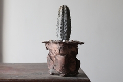 Image of PLANTA: Euphorbia abdelkuri