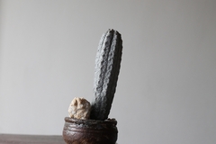PLANTA: Euphorbia abdelkuri - buy online