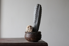 Image of PLANTA: Euphorbia abdelkuri