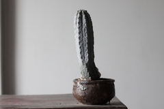 PLANTA: Euphorbia abdelkuri - online store