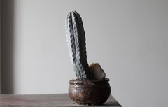PLANTA: Euphorbia abdelkuri on internet