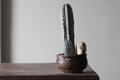 PLANTA: Euphorbia abdelkuri - buy online