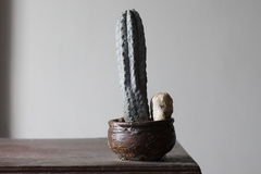 PLANTA: Euphorbia abdelkuri - online store
