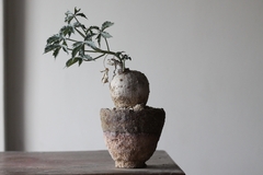 PLANTA: Jatropha berlandieri