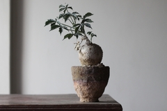 PLANTA: Jatropha berlandieri - CATARINA AMORA