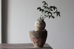 Image of PLANTA: Jatropha berlandieri