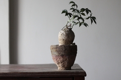 PLANTA: Jatropha berlandieri